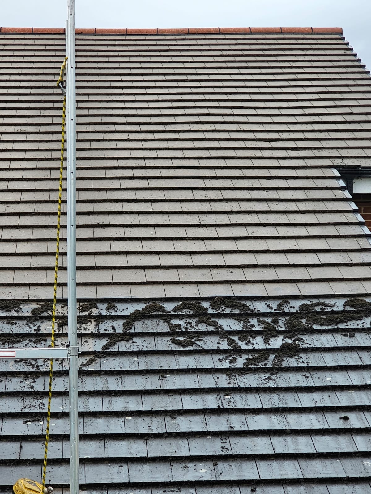 Moss covered roof tiles before roof de-mossing in the Wirral