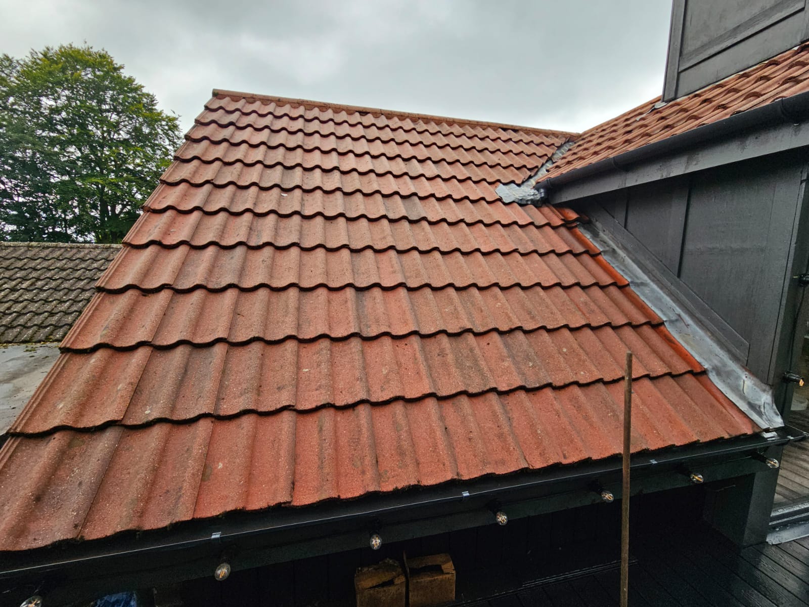 Roof showing cleaned tiles beside untreated moss in the Wirral