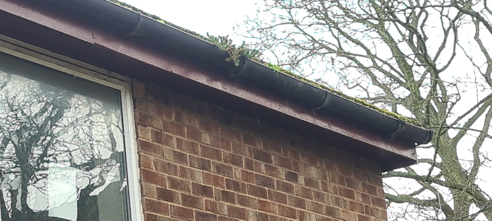 Blocked moss filled gutter before gutter clearance in the Wirral